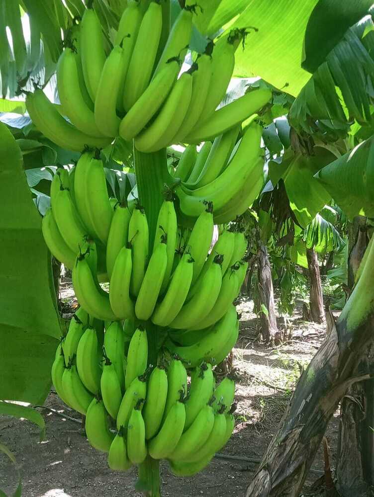 Fresh Banana