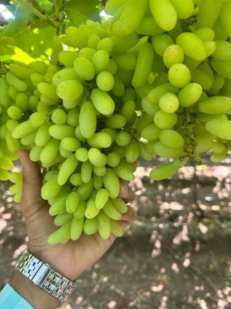 Fresh Seedless Grapes