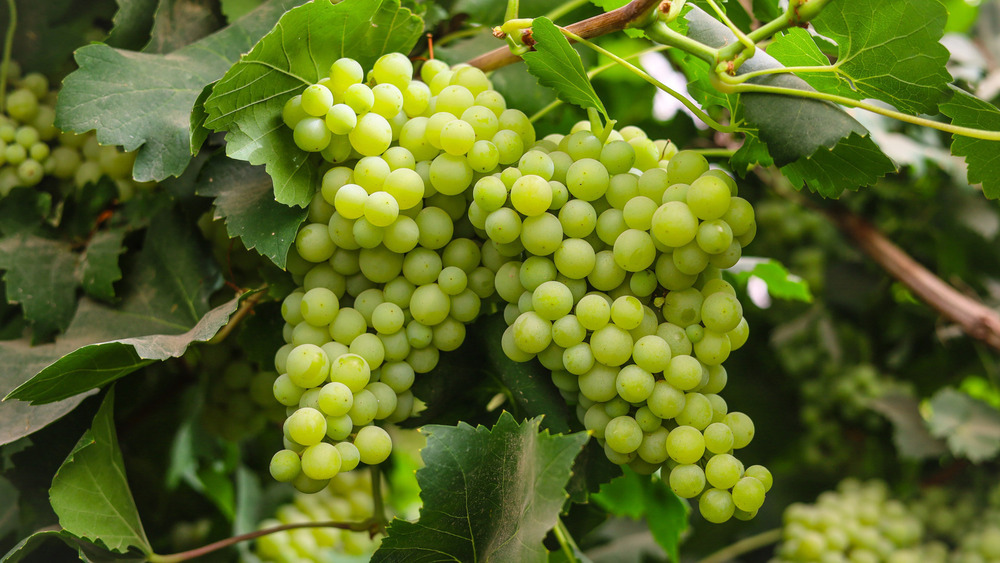 A Grade Fresh Green Grapes