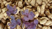 Black Ginger Products - Flavor: Pungent