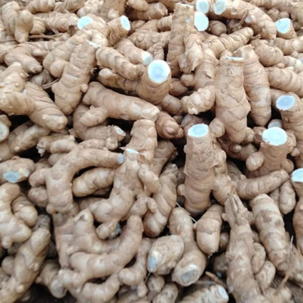 Black Turmeric Powder - Cultivation Type: Organic