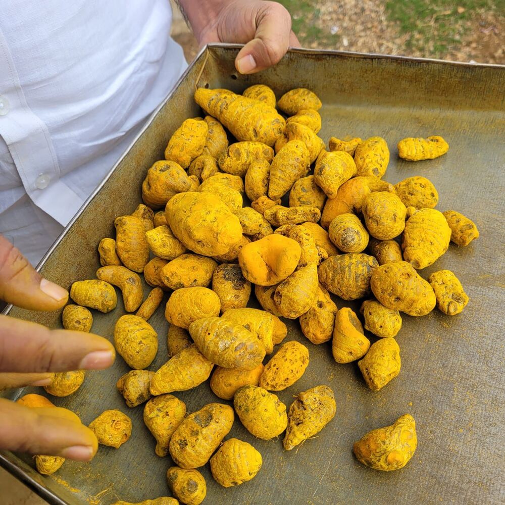 Turmeric Gatta