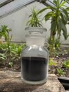 Brown seaweed Extract Powder