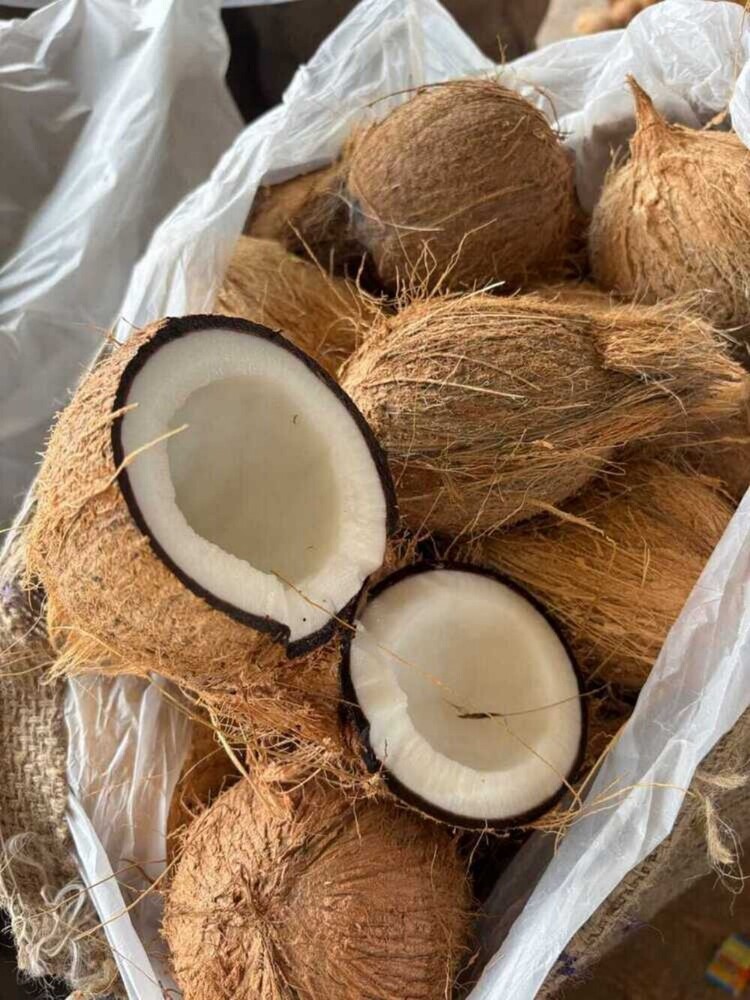 Fresh Semi Husked Coconut - Color: Brown
