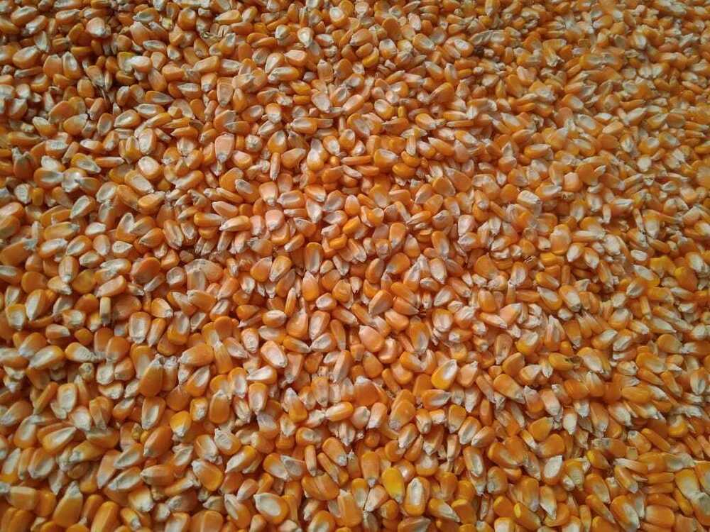 Premium Quality Maize - Cultivation Type: Organic