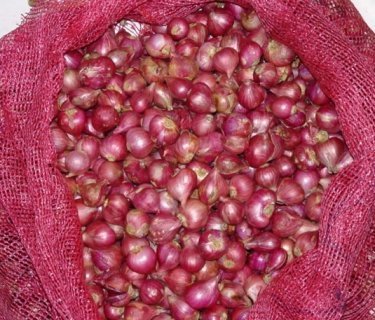 छोटी प्याज