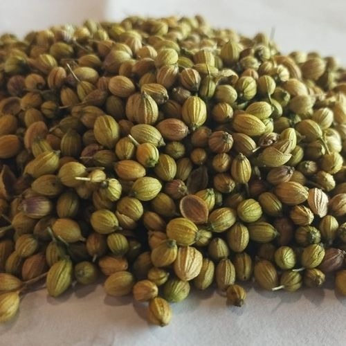 Coriander Seeds - Color: Yellow