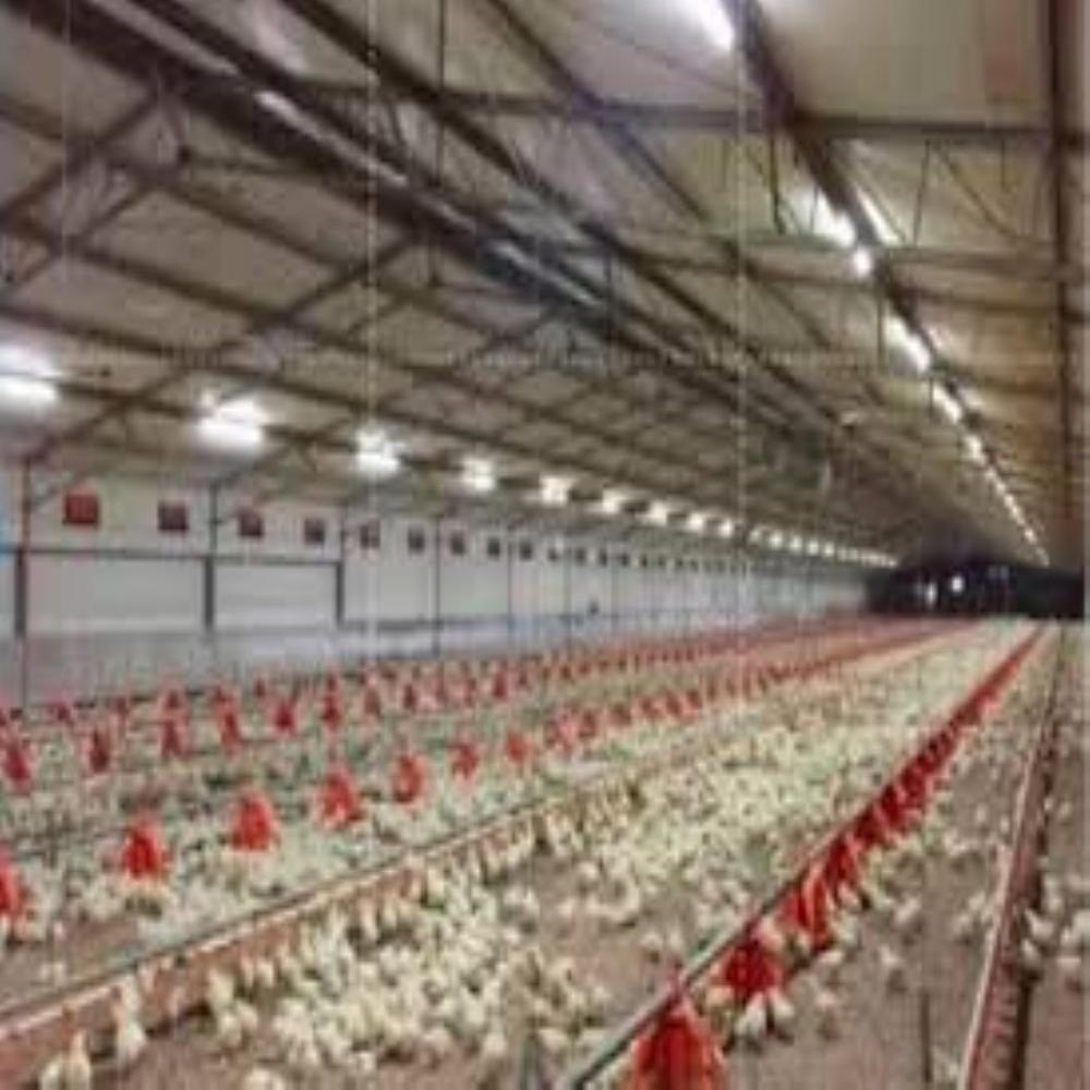Poultry Sheds