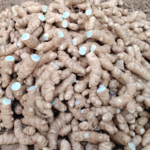 Black Turmeric Powder - Cultivation Type: Organic