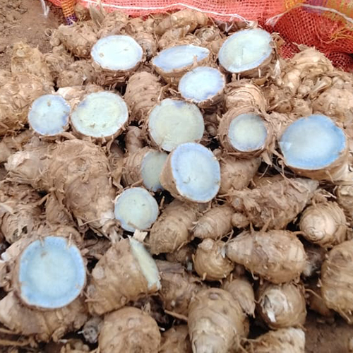 Black Turmeric Powder - Cultivation Type: Organic