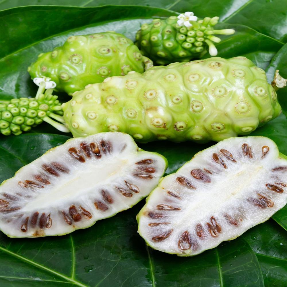 Noni Powder - Age Group: For Adults