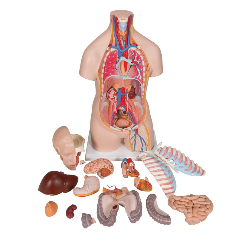 Educational Human Torso with Open Back