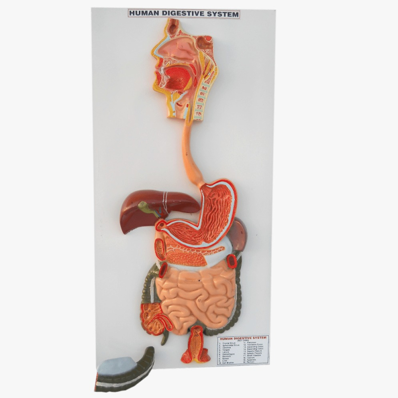 Educational Human Digestive System