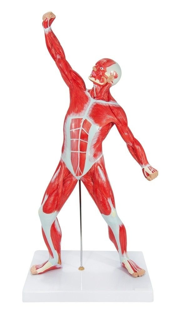 Educational Human Muscle Model