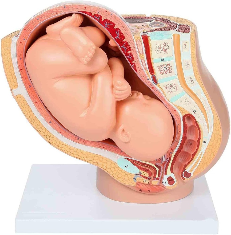Educational Human Pregnant Uterus Model