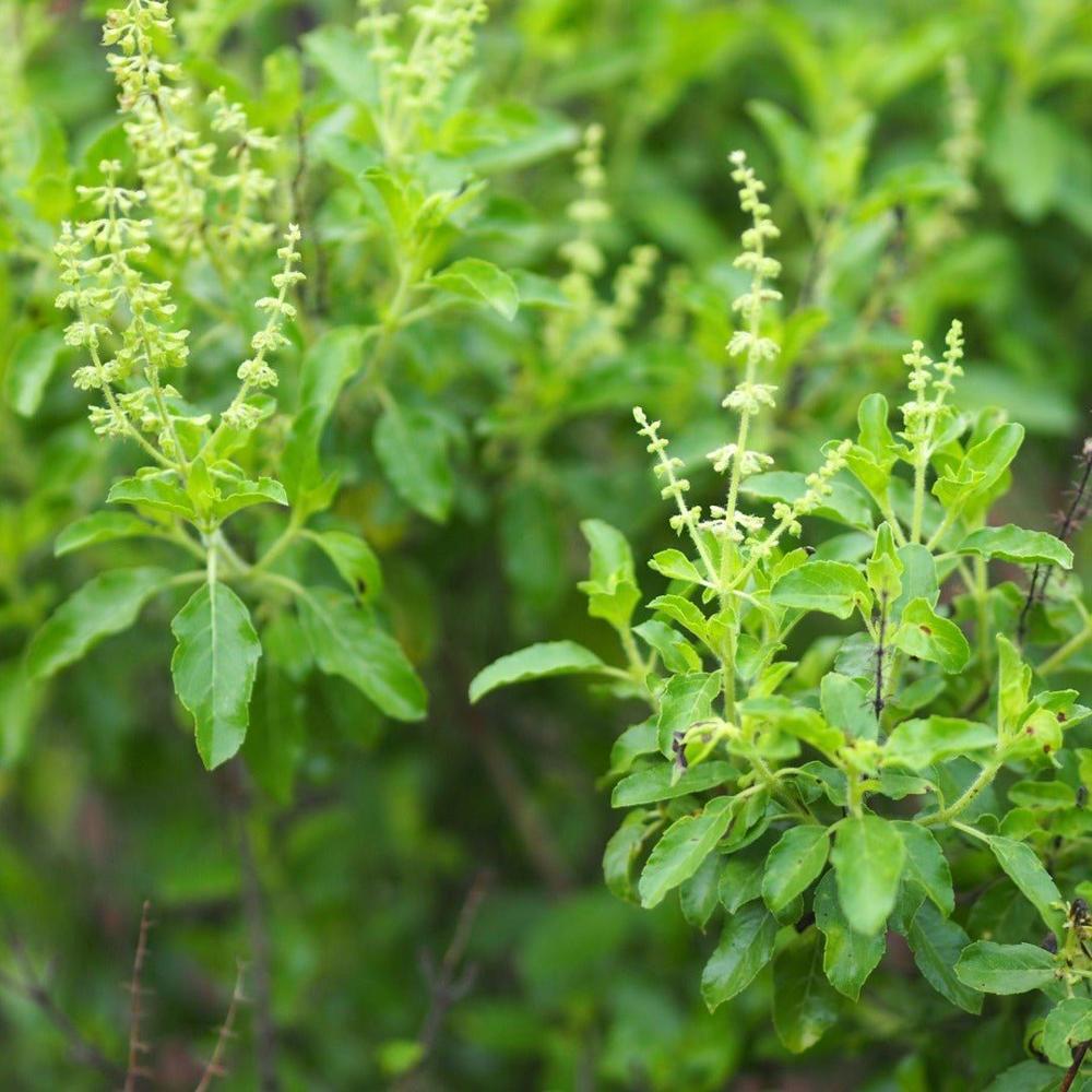 Tulsi Pan - Age Group: For Adults