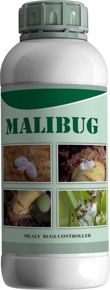 Malibug Mealy Bugs Conditioner