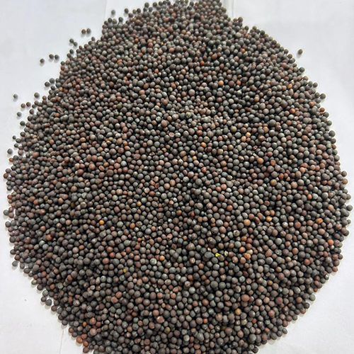Big Mustard - Organic Natural Yellow Mustard Seeds 50kg, 40% Oil Content, Sun Dried, Gluten Free, 99% Purity