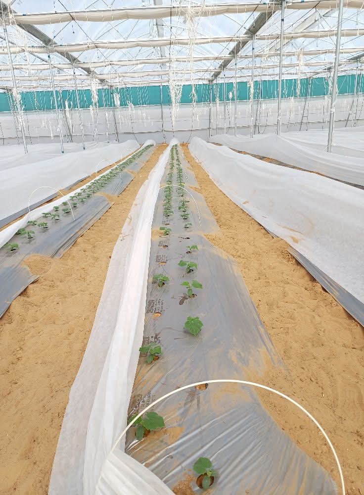 Plastic Mulching Film