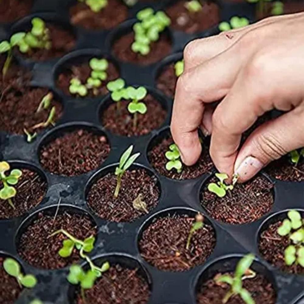Seedling Tray 98 Cavity
