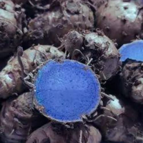 Rough Skin Black Turmeric-Grade