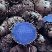Rough Skin Black Turmeric-grade