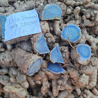Black Turmeric (curcuma Caesia)