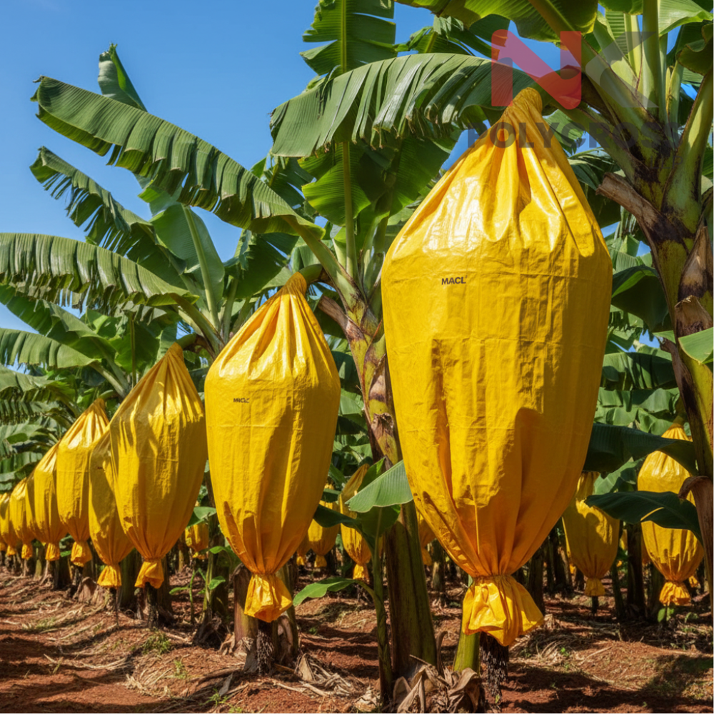 Dragon Fruit Farm Cover