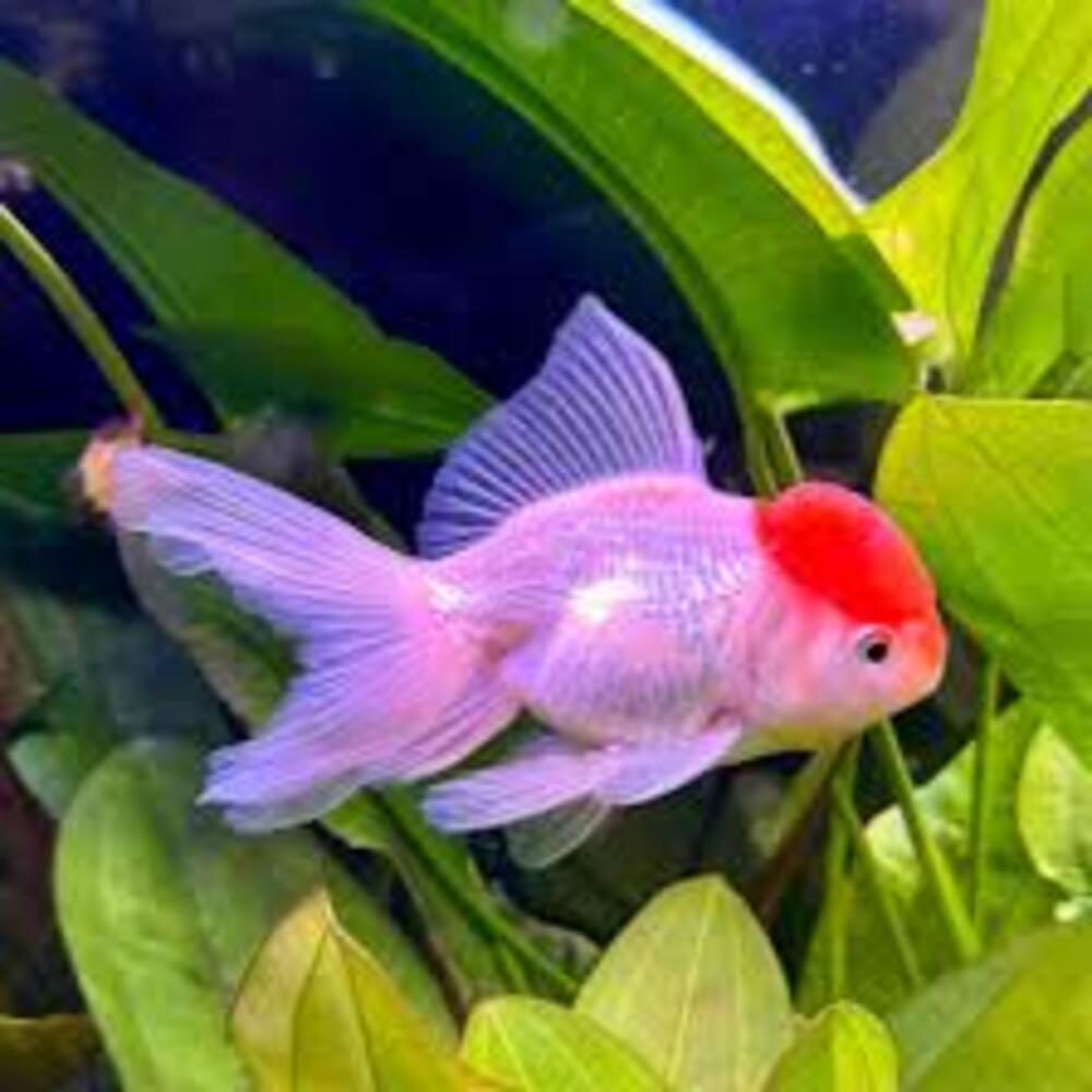 Red Cap Oranda Aquarium Fish