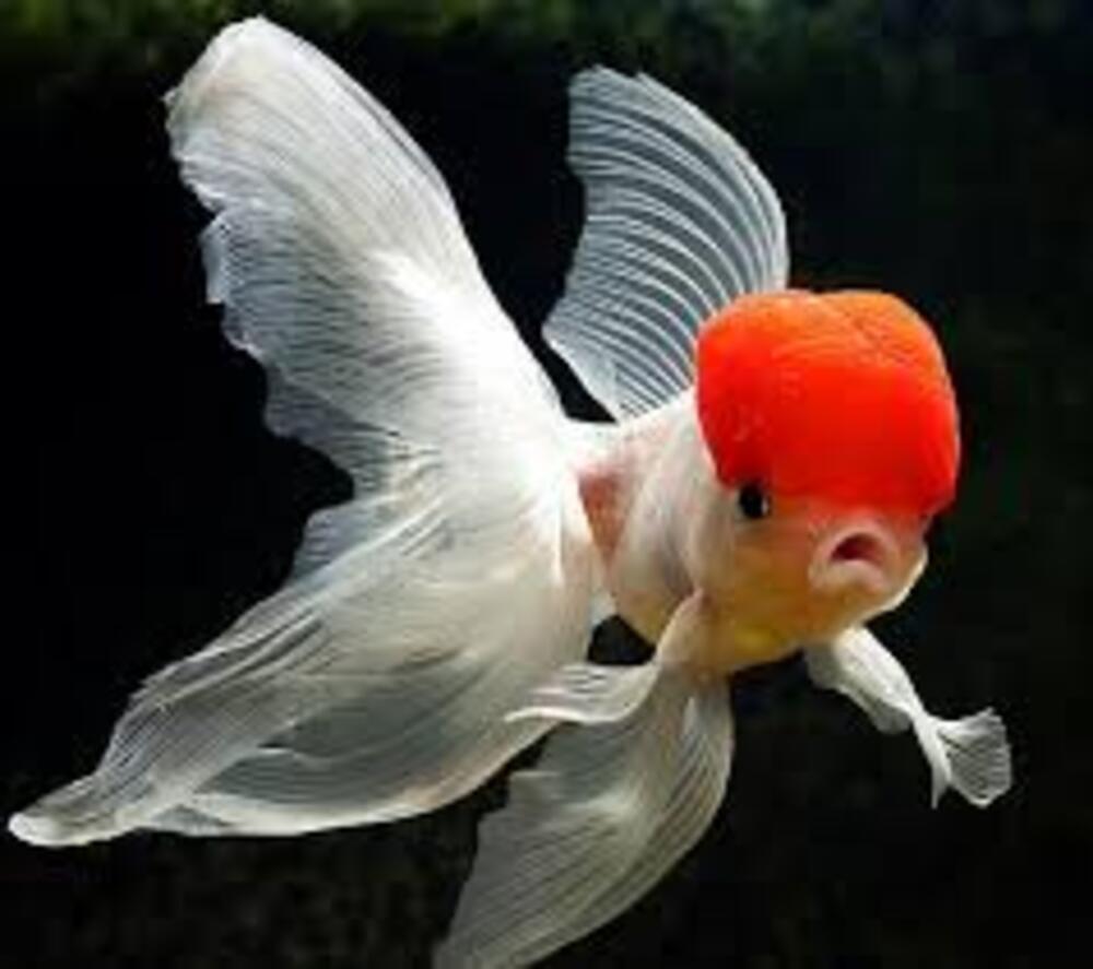 Red Cap Oranda Aquarium Fish