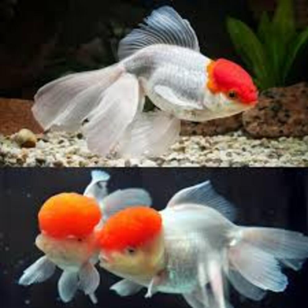 Red Cap Oranda Aquarium Fish - Dimension (L*w*h): Varies