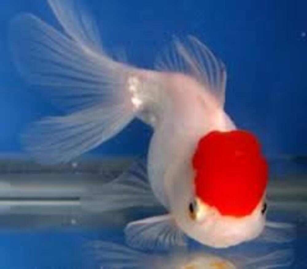 Red Cap Oranda Aquarium Fish