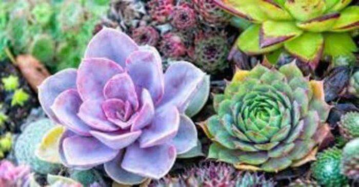 Succulent  Plant