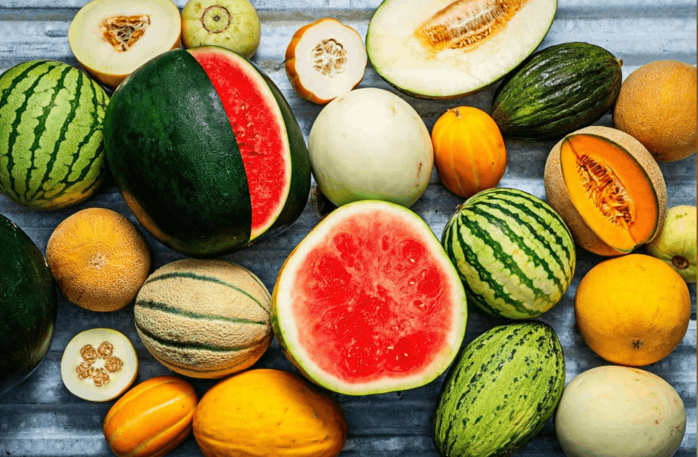 Export Quality Fresh Water Melon and Sweet Melons