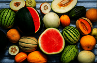 Export Quality Fresh Water Melon And Sweet Melons