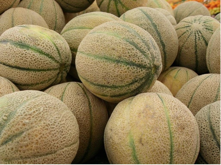 Export Quality Fresh Water Melon And Sweet Melons
