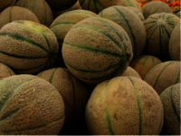 Export Quality Fresh Water Melon and Sweet Melons