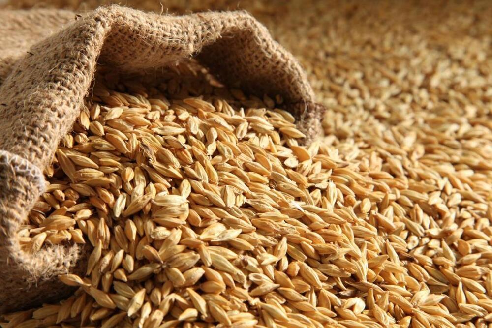 Barley Malt