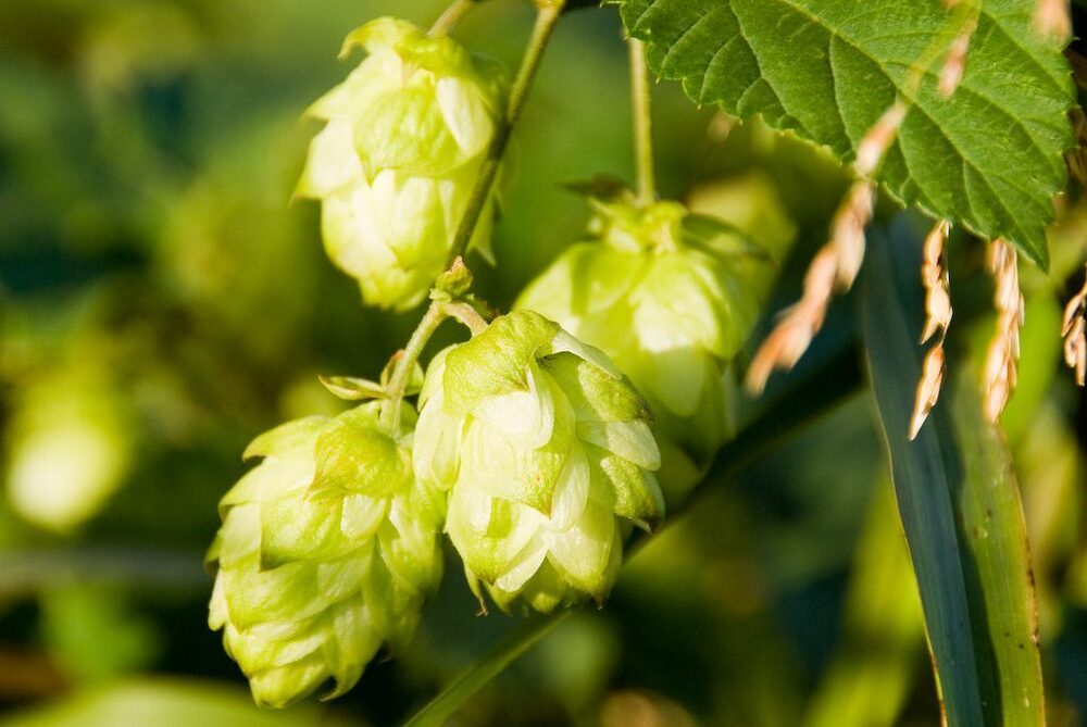Hops Extract