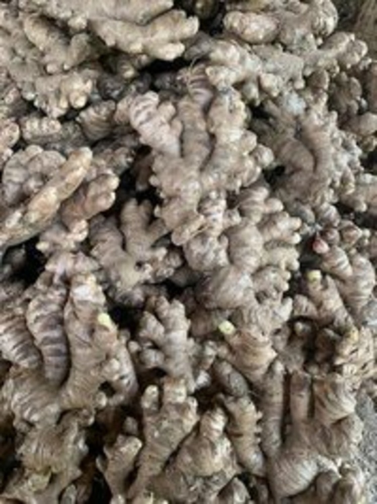 Fresh Ginger From Assam - Moisture (%): 80-85%
