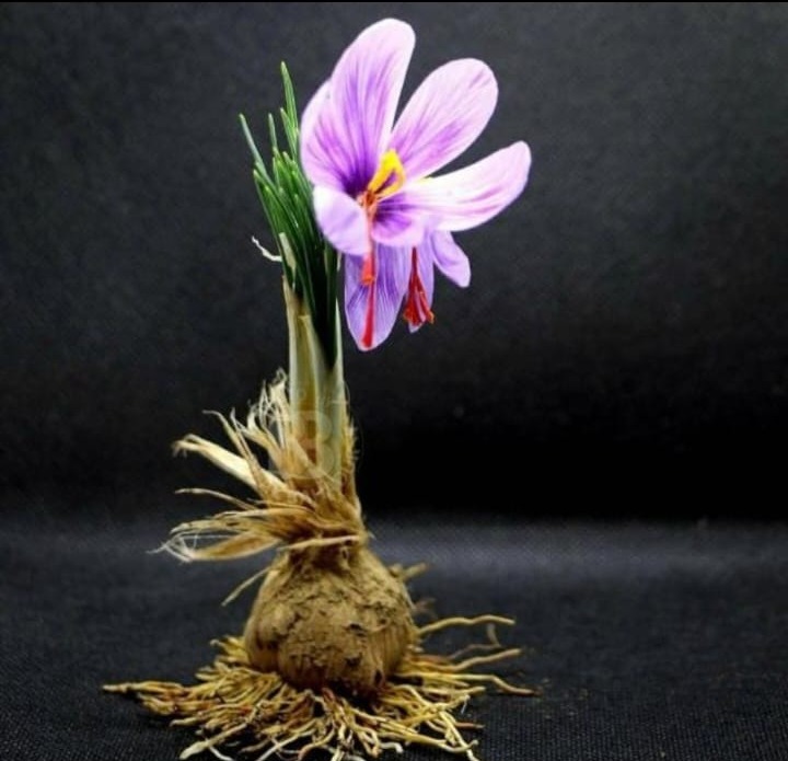 Saffron Croma Seed - Grade: Premium Grade
