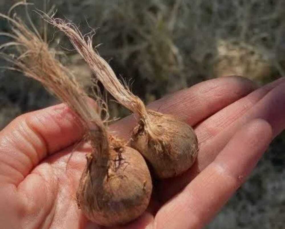 Saffron Croma Seed - Grade: Premium Grade