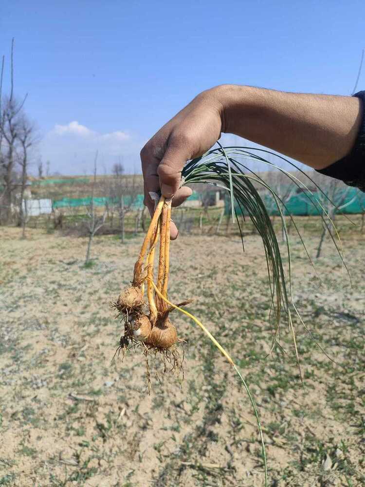 Saffron Croma