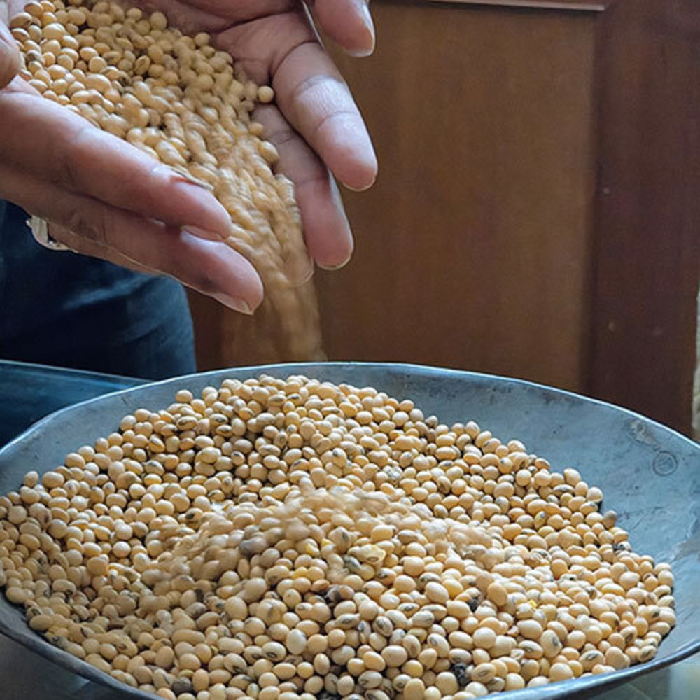 Soyabean Seed