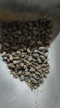 Dry Jamun Seeds - Color: Brown