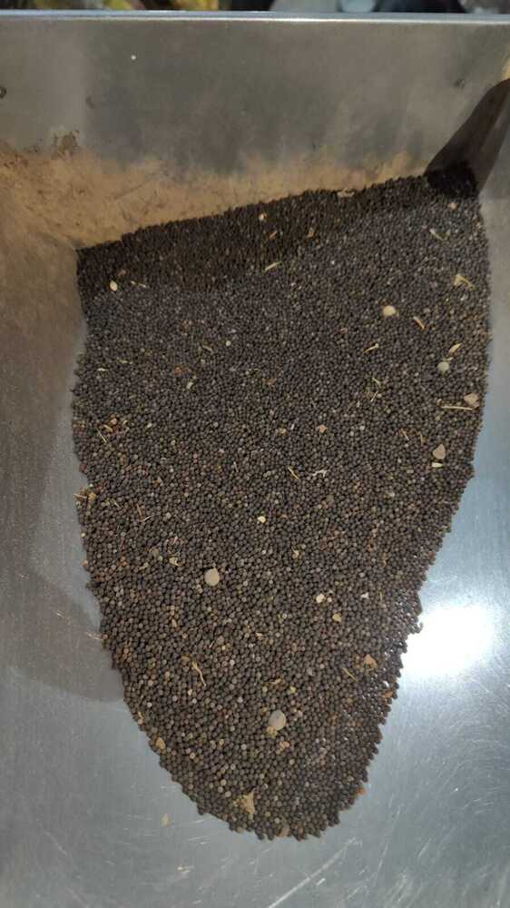 Kateli Seeds - Color: Natural