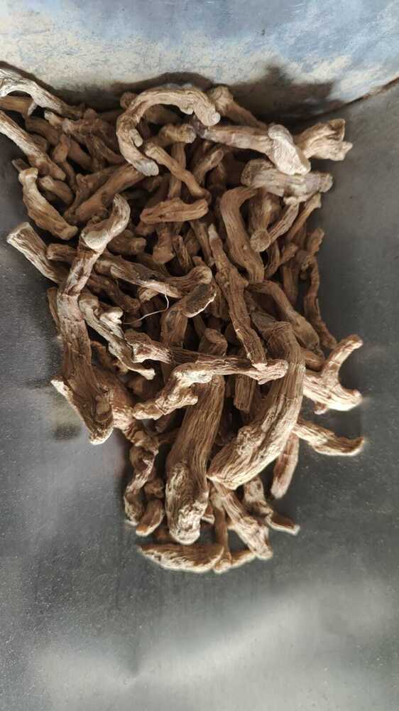साकतान मिसारी