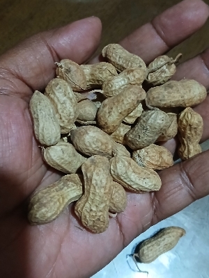 Ground nut