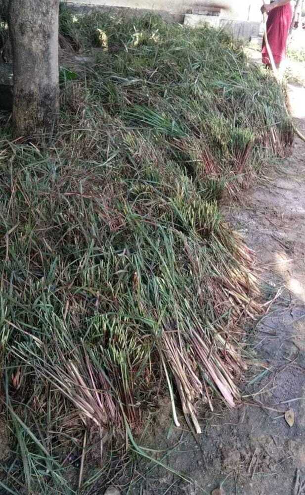 Lemongrass Leaves