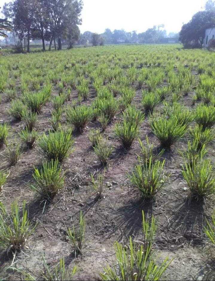 Lemongrass Leaves